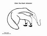 Coloring Anteater Giant Exploringnature Mammals Toothless Anteaters Sloths Armadillo Pages sketch template