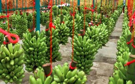 Industria Bananera Protege Más De 10 Mil Hectáreas De Bosque – Corbana