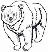 Bear Outline Grizzly Drawing Clipart Brown Head American Native Coloring Pages Polar Animal Bears Kids Cartoon Drawings Color Printable California sketch template