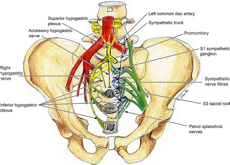 pelvic nerve plexus