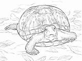 Turtle Turtles sketch template