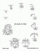 Cycle Ciclo Plantas Sparad Coloringhome sketch template