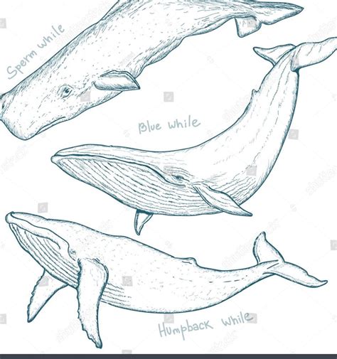 whales set humpback whale blue whale sperm whale hand drawn vector