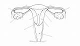Reproductor Femenino Aparato sketch template