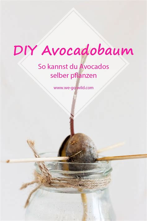 Diy Avocadobaum So Kannst Du Deine Eigenen Avocados Züchten Wie Dir