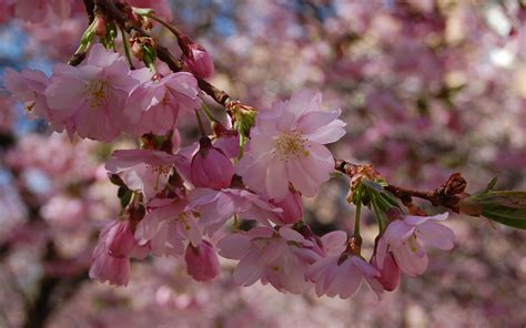 spring pink flowers wallpapers  images wallpapers pictures