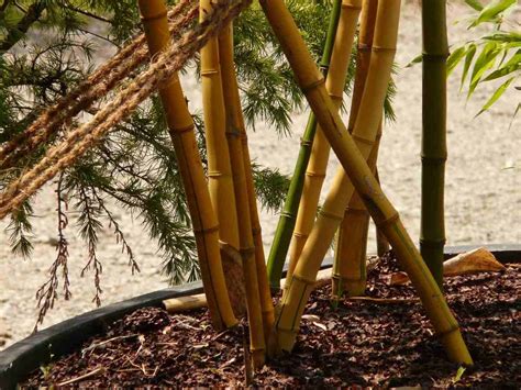 growing bamboo plants  containers backyard terrace gardening tips