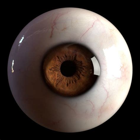 iris anatomy eye pupil model turbosquid  eyeball art eyes wallpaper eye art
