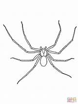Spider Coloring Pages Printable Scary Colouring Spiders Library Clipart Popular Red Back Books sketch template