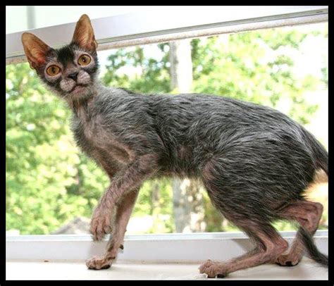 The Internets New Cat Obsession Werewolf Cats