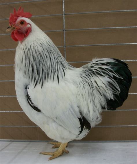 Columbian Rock Bantam Chickens For Sale Cackle Hatchery