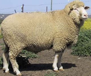 animales fotos dibujos imagenes fotos de ovejas
