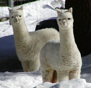 llama  funniest animal pets cute  docile