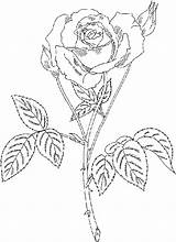 Coloring Roses Pages Rose Flower Flowers Printable Gif Roses3 Color Adults Beautiful sketch template