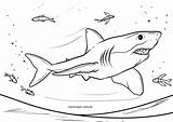 Ausmalbilder Haie Malvorlagen Malvorlage Ausmalen sketch template