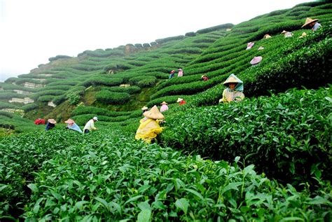 tea tea garden