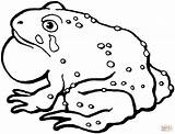 Toad Coloring Pages Cane Clipart Printable Kids Drawing Toads Animal Easy American Gif Supercoloring Drawings Do Preschool sketch template