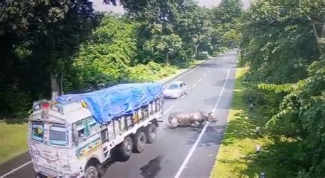 dumpert neushoorn ramt vrachtwagen