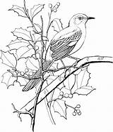 Mockingbird Perched Bordar 공부 색칠 Pajaro Patrones Supercoloring sketch template