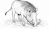 Warthog Coloring Pages Clipart Caracal Animals Drawings Colouring Animal Realistic Wildlife Wild Cliparts Library sketch template