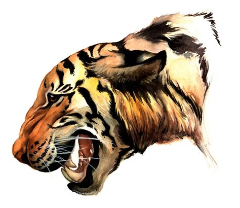 bengal tiger watercolor  buy  print scientific illustration