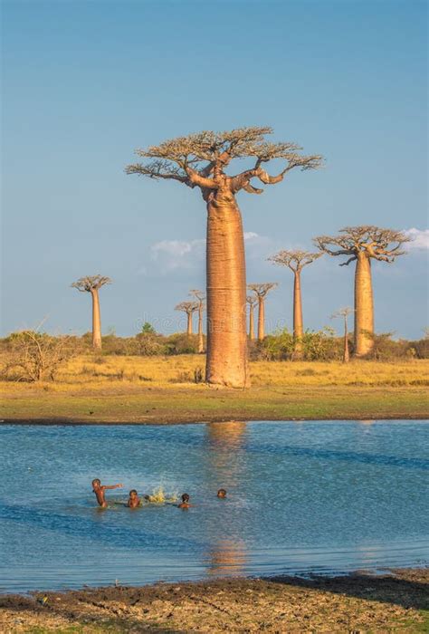 allee von baobabs allgemeine ansicht madagaskar redaktionelles