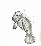 Manatee Trichechus Draw Manatees sketch template