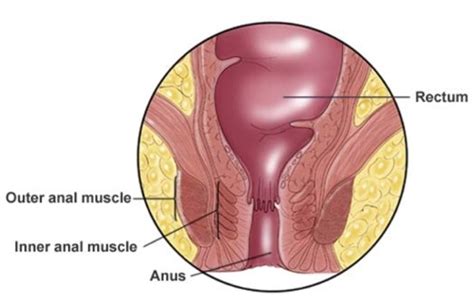 Basic Anal And Rectal Anatomy For Anal Play