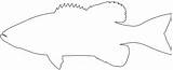 Bass Fish Silhouette Outline Svg Drawing Vector Silhouettes Coloring Pages sketch template