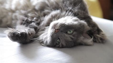 Cat Clapping Paws Asking For Food Looks Away