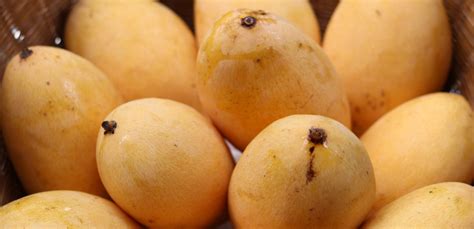 fresh mangoes saremco international