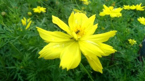 hdp tanaman hias bunga cosmos kenikir warna kuning