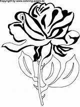 Coloring Flowers Flower Pages Tattoo Bilder Beauty Rosen Blumen sketch template