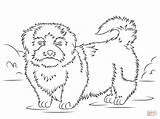 Tzu Shih Coloring Pages Drawing Printable Dogs Styles 74kb 1200 sketch template