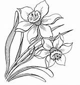 Narcissus Coloring Pages Coloringtop sketch template