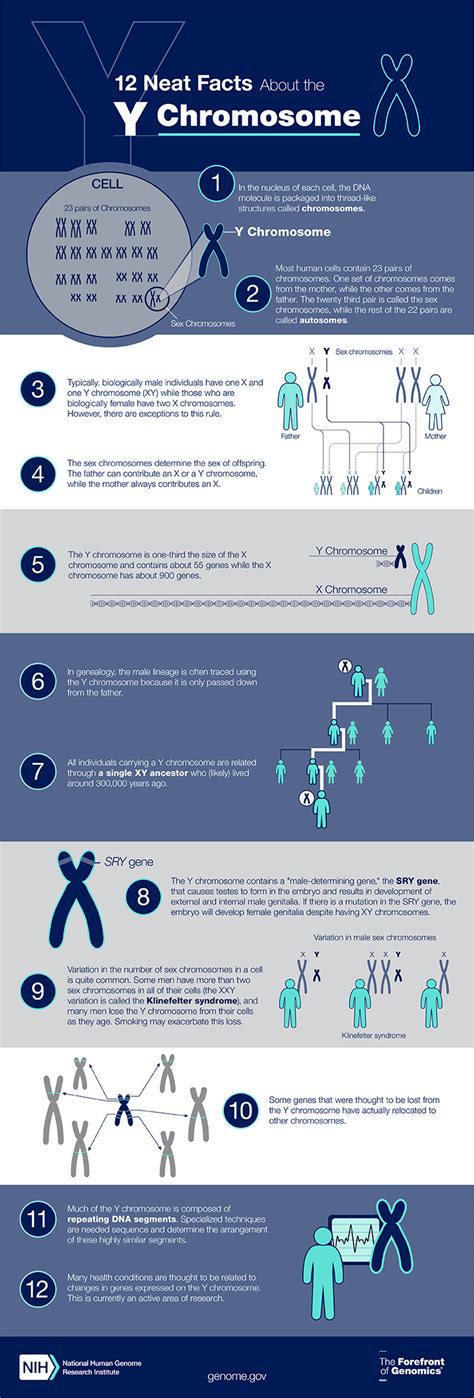Y Chromosome Fact Sheet