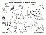 Coloring Animals Grassland Pages Popular sketch template