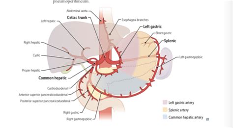 celiac artery anatomy