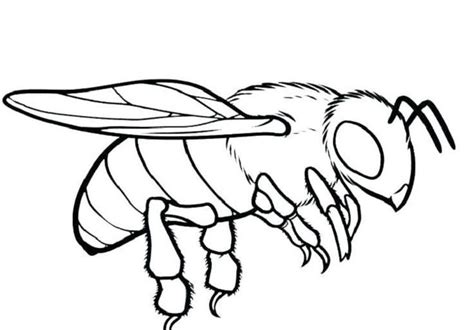 realistic bee coloring pages bee coloring pages kids printable