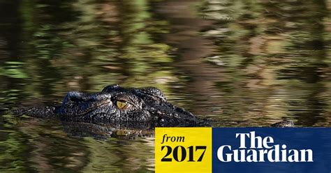 crocodile captures soar in darwin as wet season boosts waterways