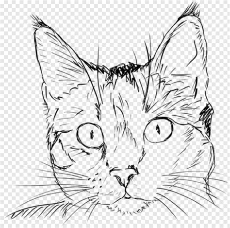 cat drawing cat head coloring page png