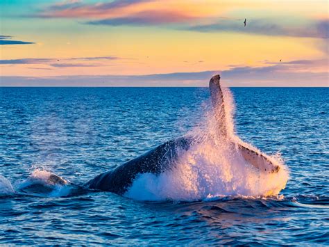 humpback whale breaching in deep blue sea at iceland in the optimist