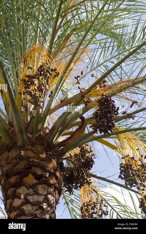 arecaceae palmae palmaceae palm tree stock photo alamy