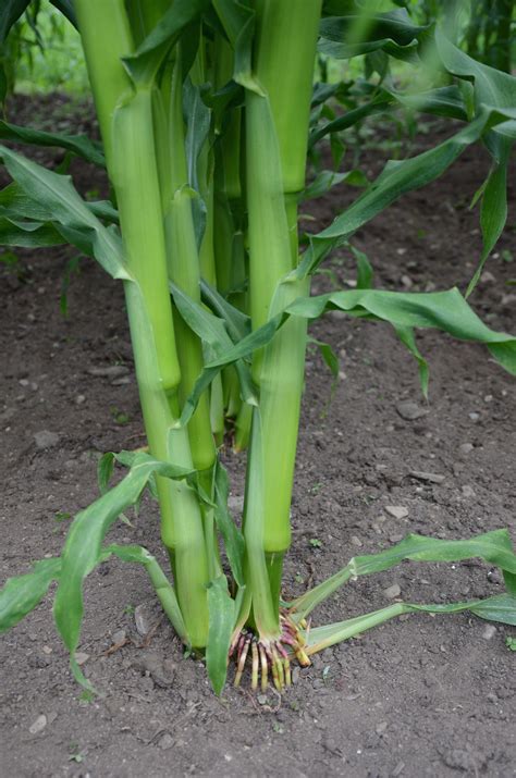 Growing Sweet Corn Here’s How To Keep Your Stalks From Toppling The