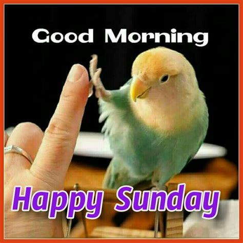 Sunday Morning Saved By Sriram Funny Birds Good Morning Happy Sunday
