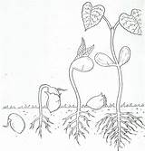 Plant Seed Seedlings Stages Kindergarten Germination Cycles Sketchite Spring Mcenareebi Kinder Biologie Pflanzen Coloringhome sketch template