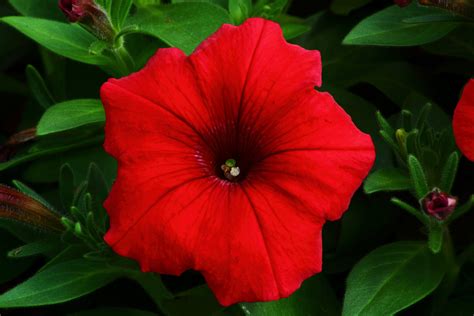 red petunia flowers  nature pictures  forestwander nature
