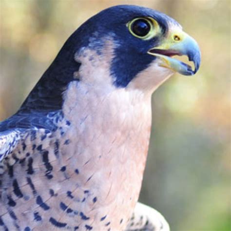 facts  peregrine falcons   adirondacks