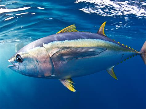 learn   cook tuna kama japanese delicacy   taste yellowfin tuna factory