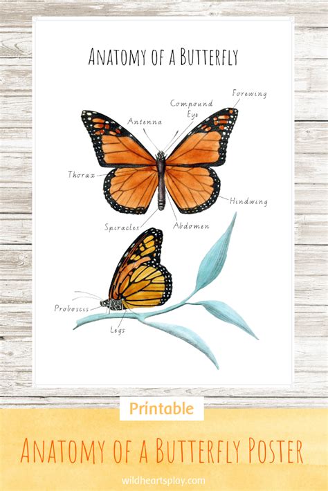 a printable a4 poster of the anatomy of a monarch butterfly in